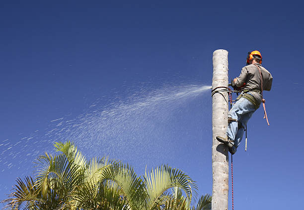 Best Fruit Tree Pruning  in Loogootee, IN