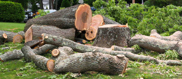 Best Hazardous Tree Removal  in Loogootee, IN